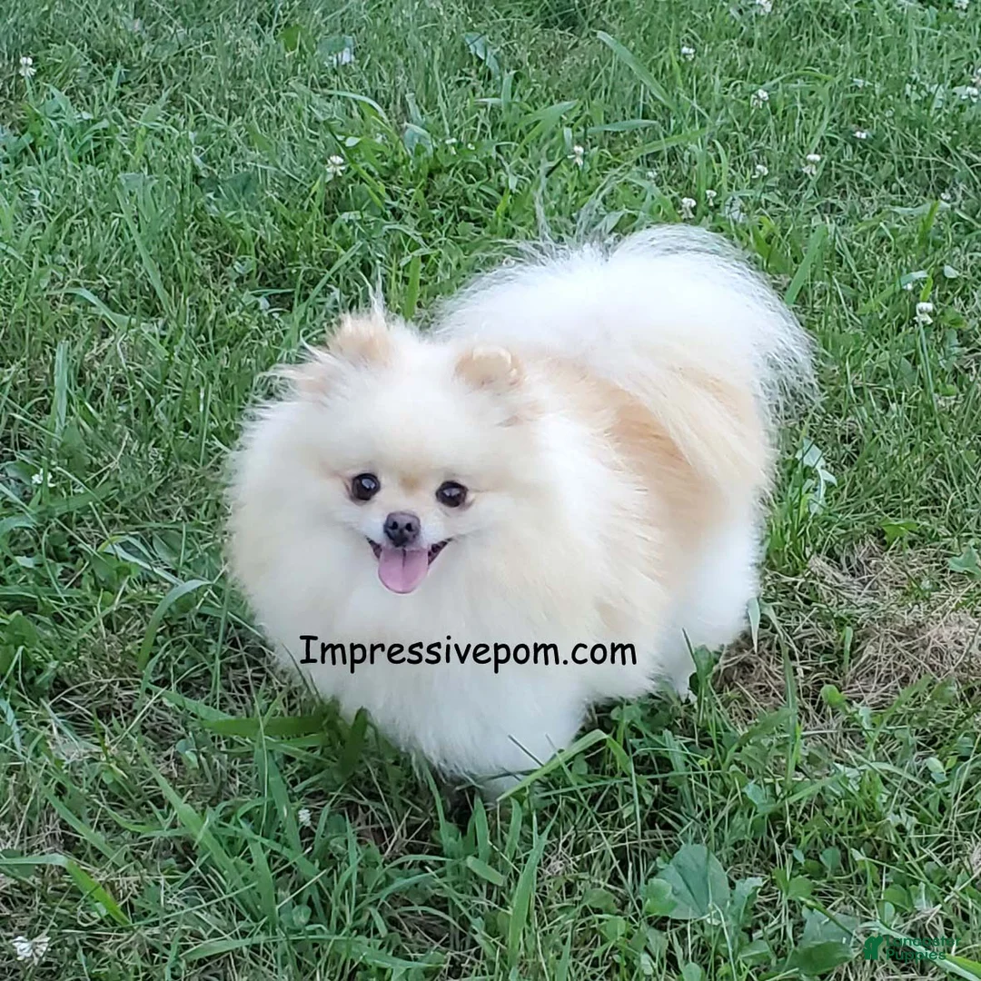 Pomeranian dogs for sale: Fajita - Ad 10