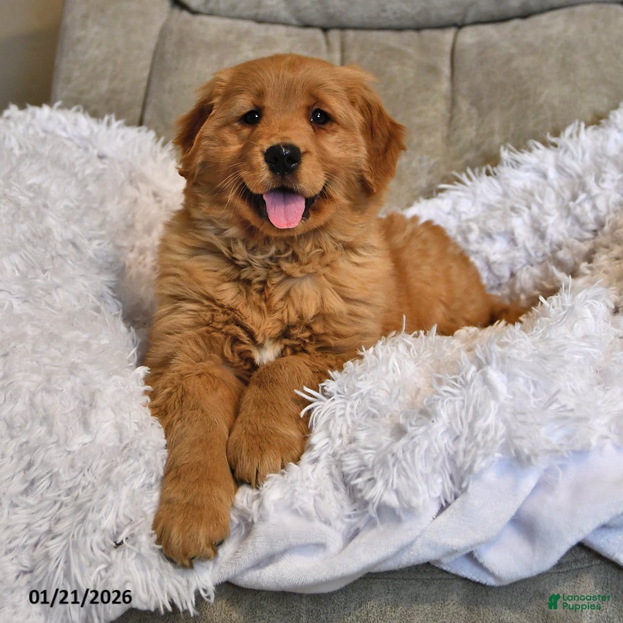 Golden Retriever dogs Darling Ellie - Ad 1