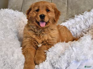 Golden Retriever dogs Darling Ellie - Ad 1