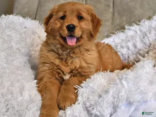 Golden Retriever dogs Darling Ellie - Ad 1