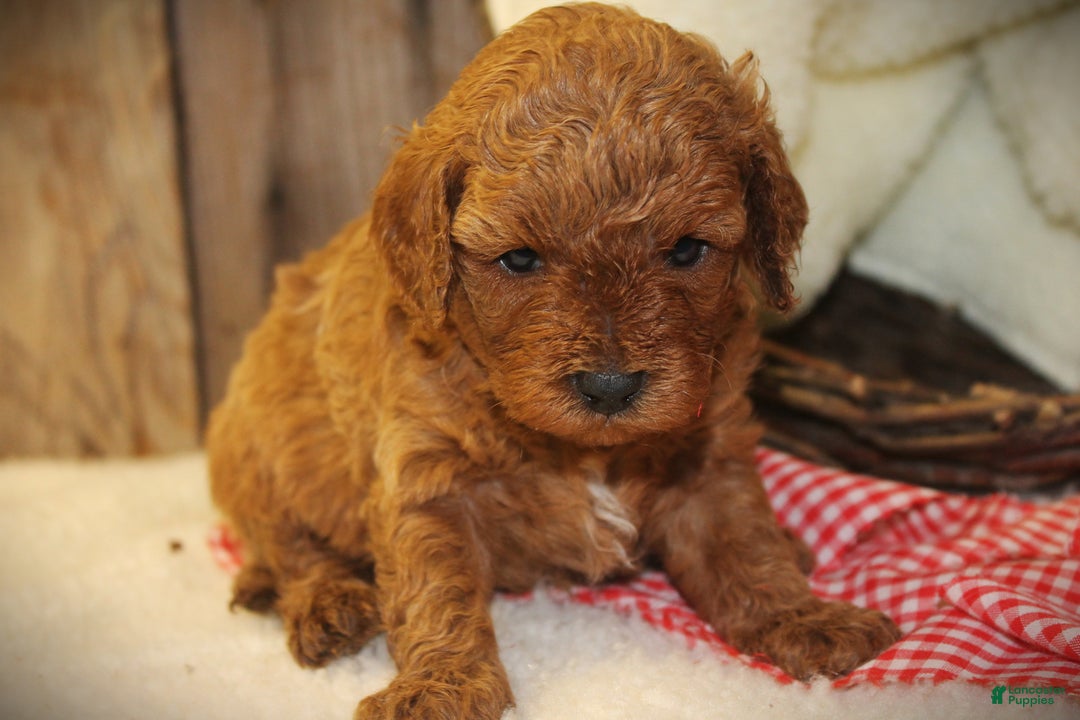 Cavapoo dogs for sale: Toby - Ad 6