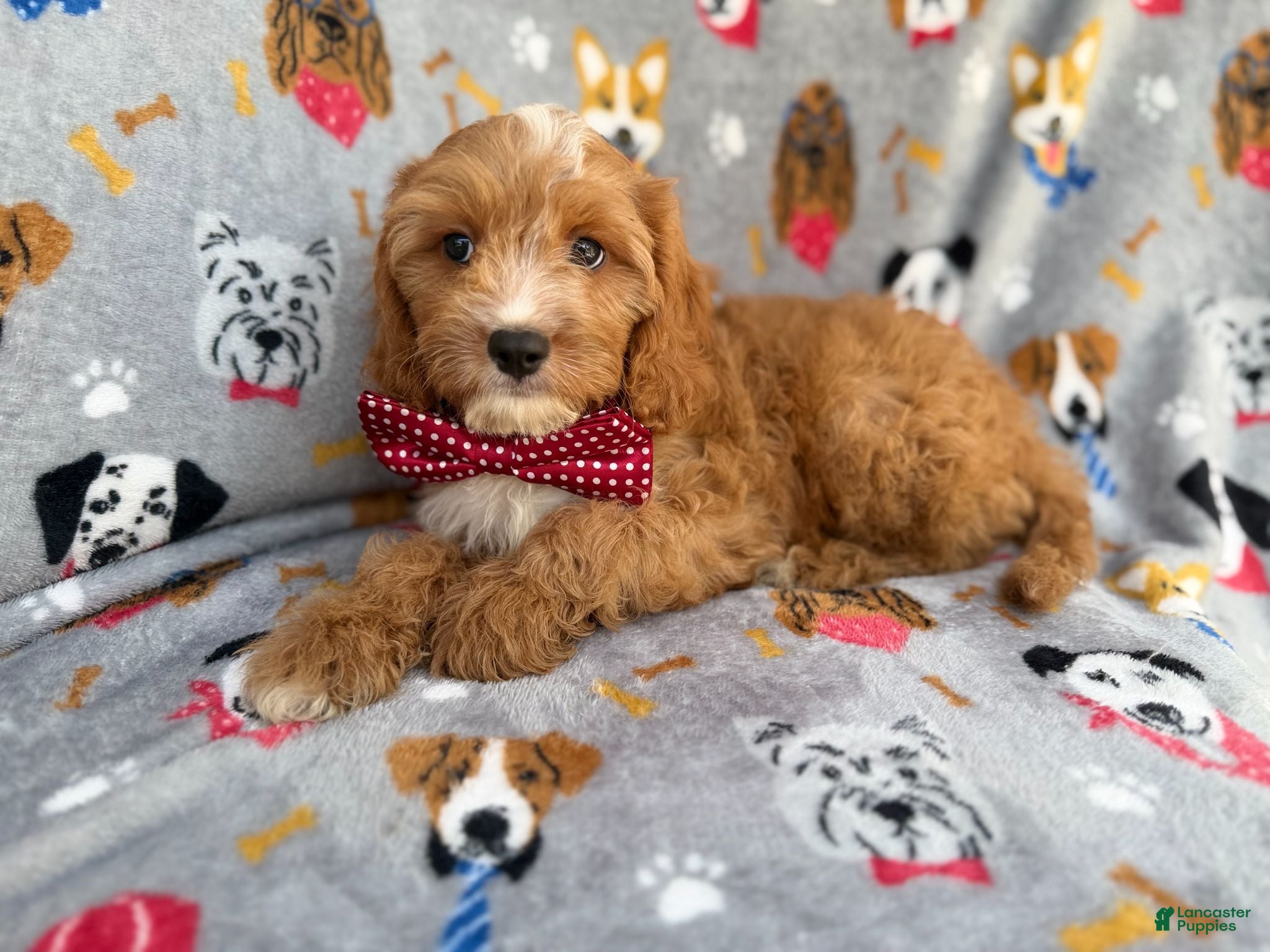 Cavapoo dogs Chance - Ad 16