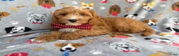 Cavapoo dogs for sale: Chance - Ad 1