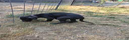 Great Dane dogs for sale: Great Dane 2 Purple collar - Ad 3