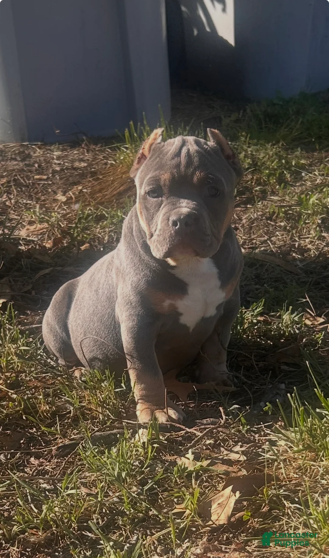 American Bully dogs for sale: Dozer - Ad 2