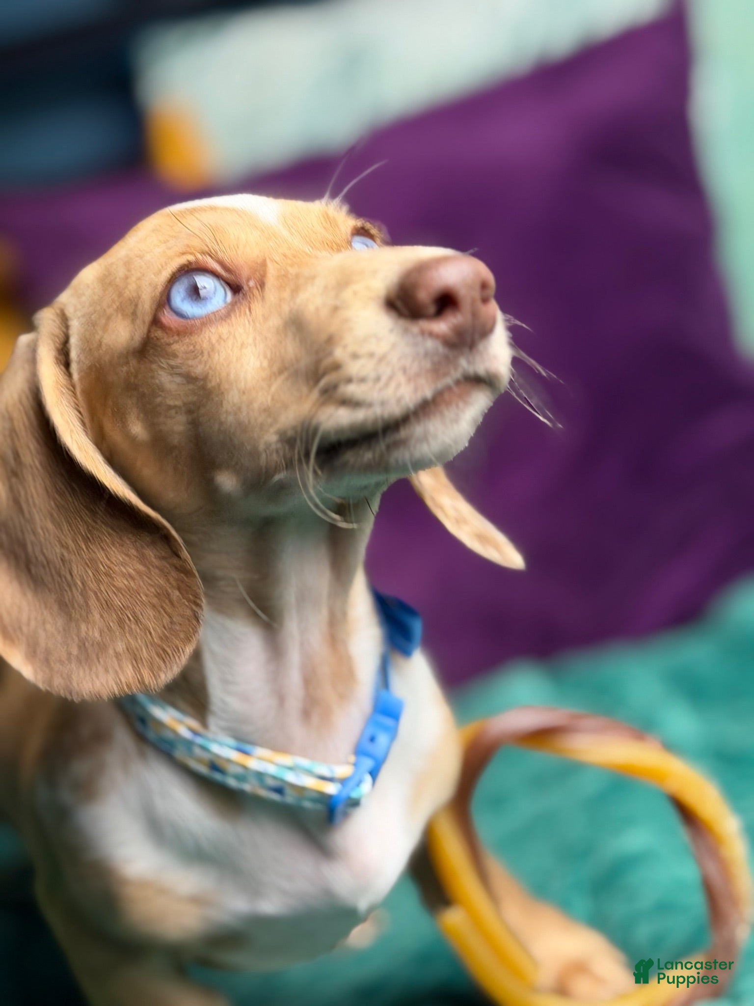Miniature Dachshund dogs Willy  - Ad 2
