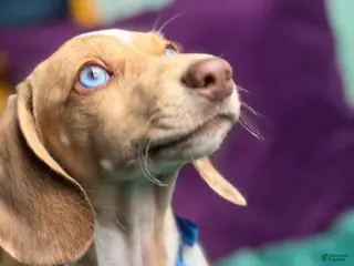 Miniature Dachshund dogs Willy - Ad 2