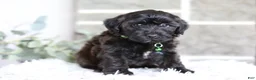 Yorkiepoo dogs for sale: Charlie  - Ad 7