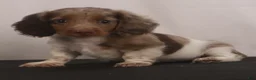 Dachshund dogs for sale: willie Jr  - Ad 9