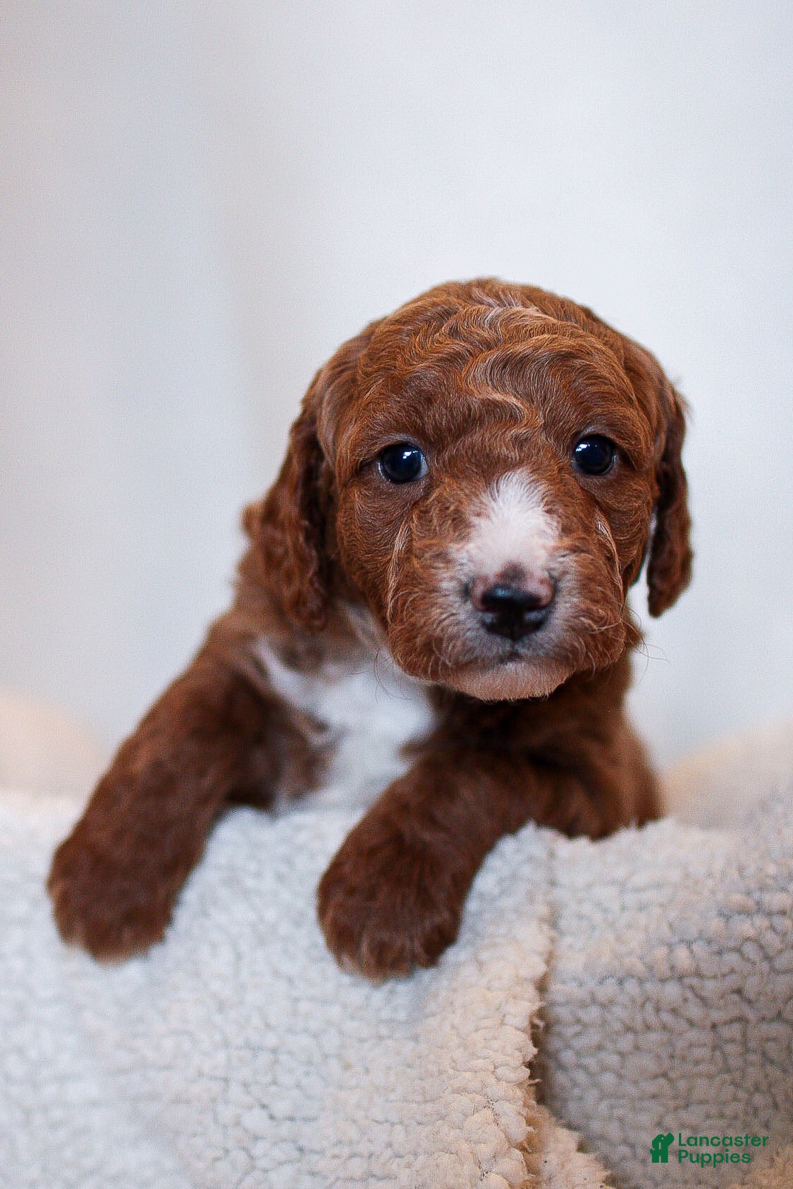 Mini Bernedoodle dogs Benji  - Ad 5