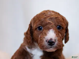 Mini Bernedoodle dogs Benji - Ad 5