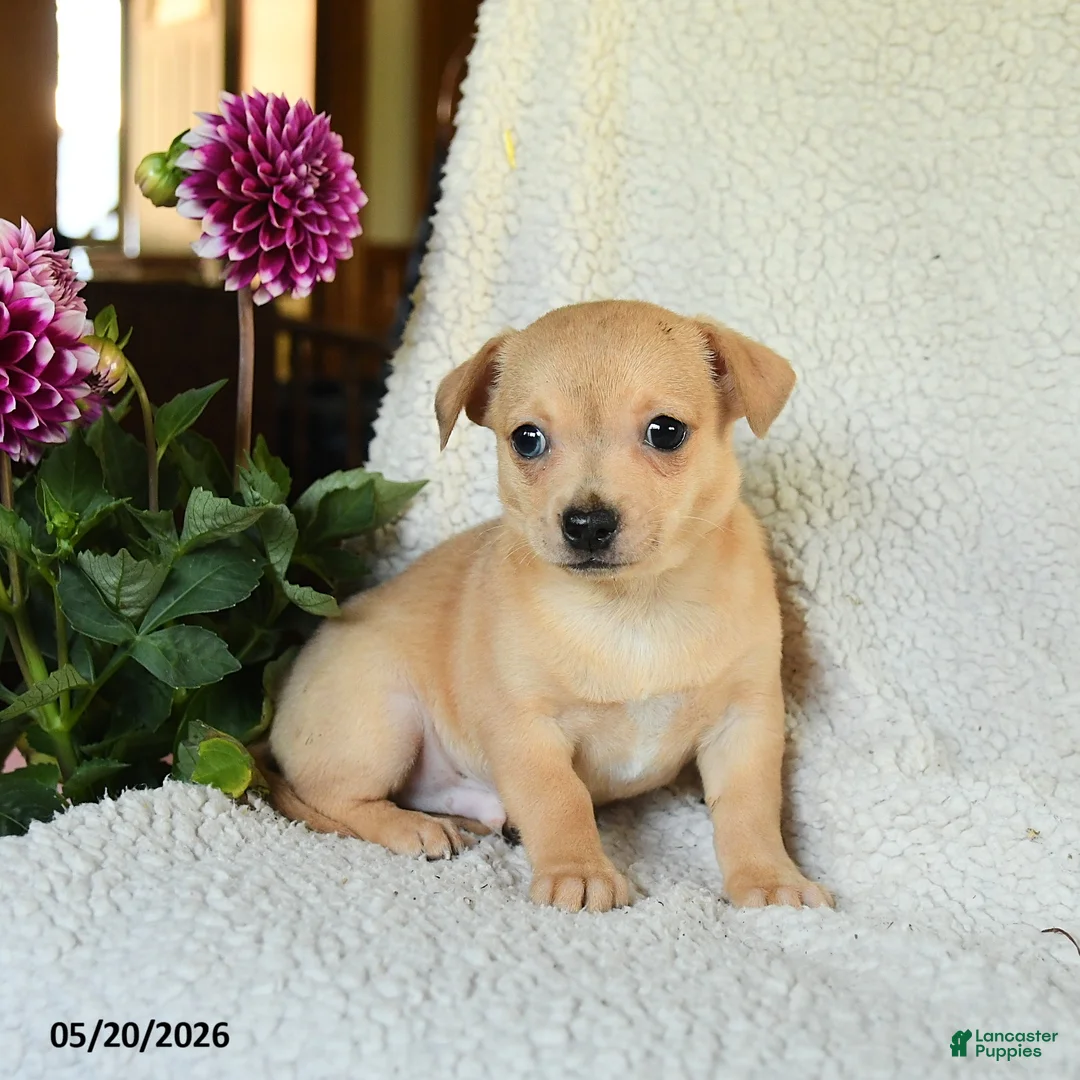Chihuahua dogs for sale: Leo - Ad 1