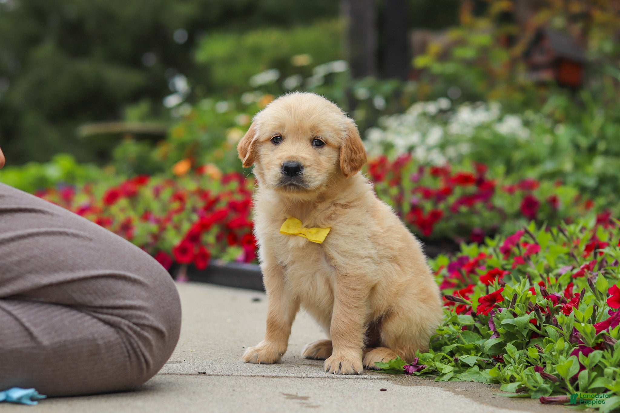 Golden Retriever dogs Benny - Ad 1