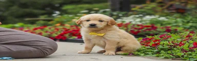 Benny