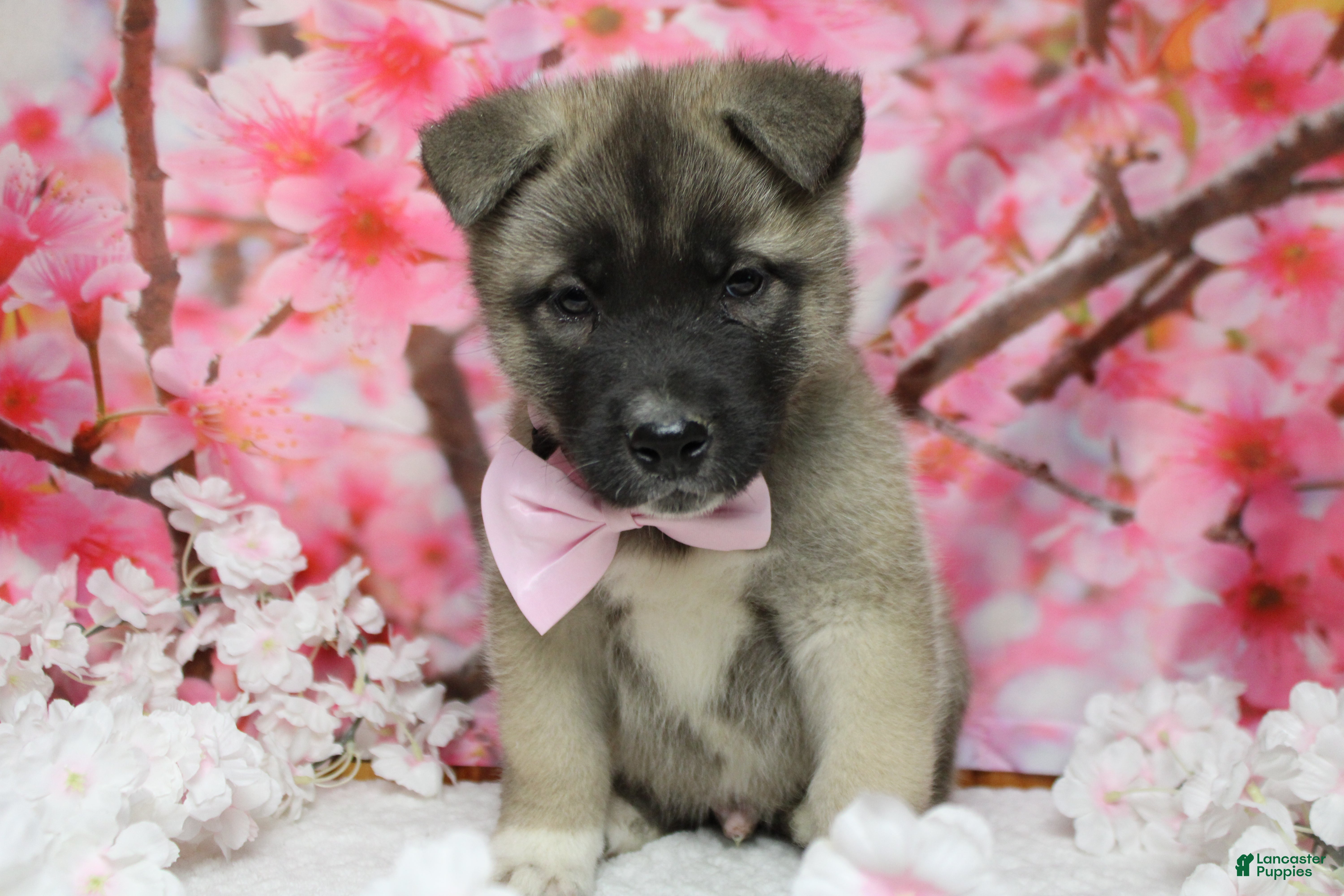 Akita dogs Braeburn - Ad 6