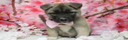 Akita dogs for sale: Braeburn - Ad 1