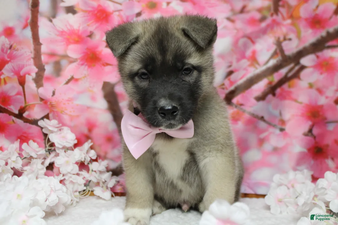 Akita dogs for sale: Braeburn - Ad 1