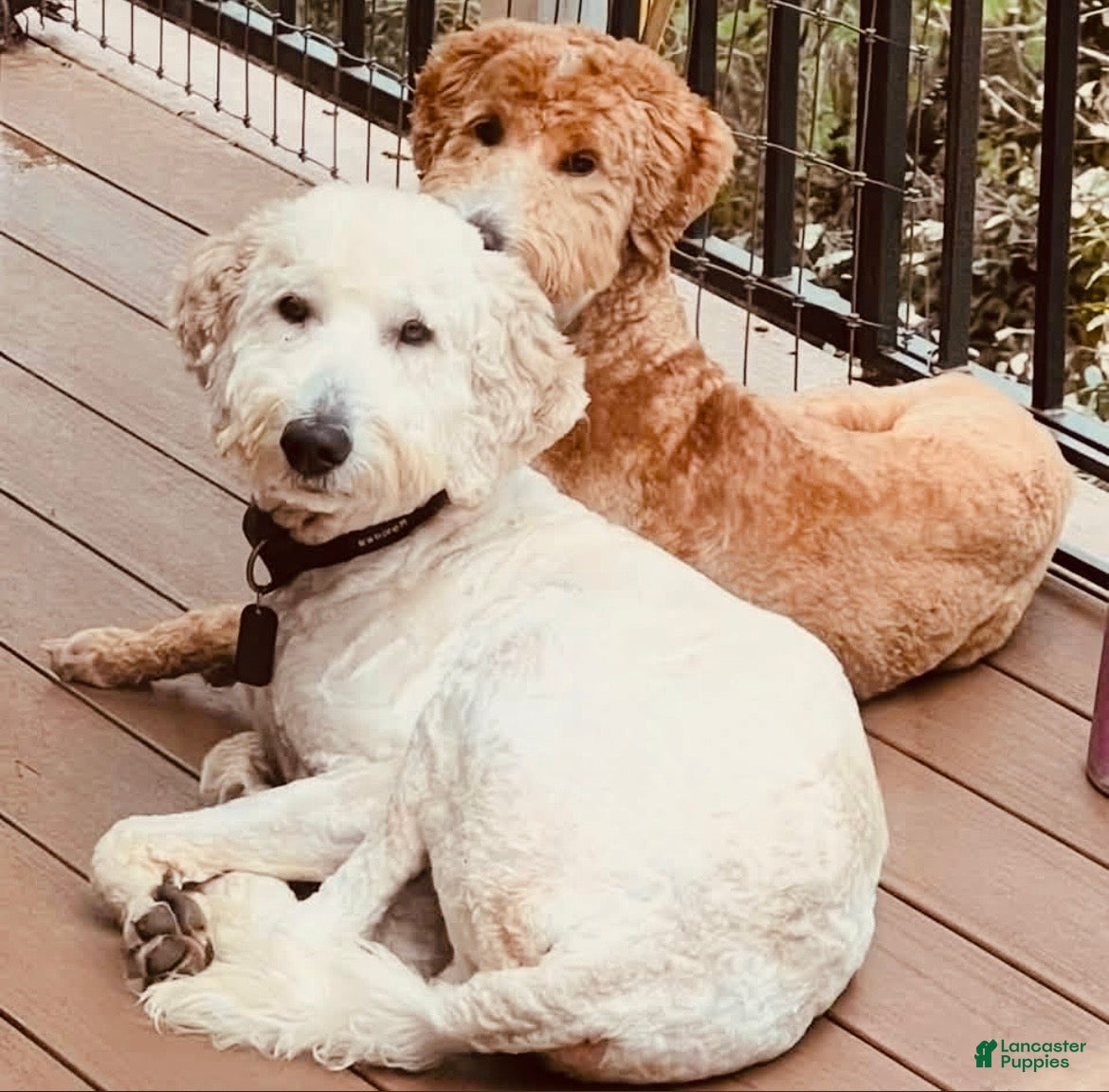 Goldendoodle dogs Aspen - Ad 2