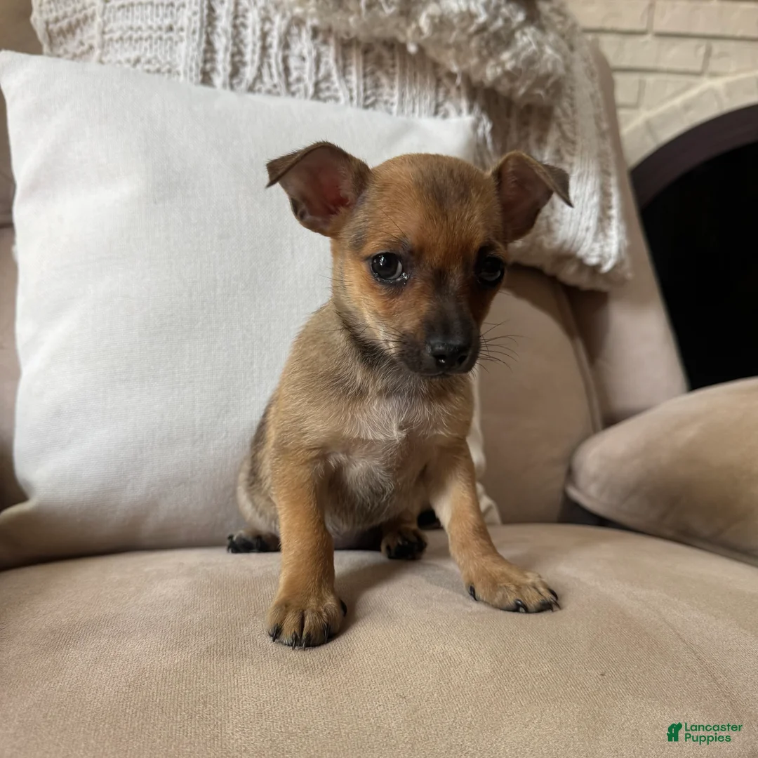 Chihuahua dogs for sale: Franny - Ad 6
