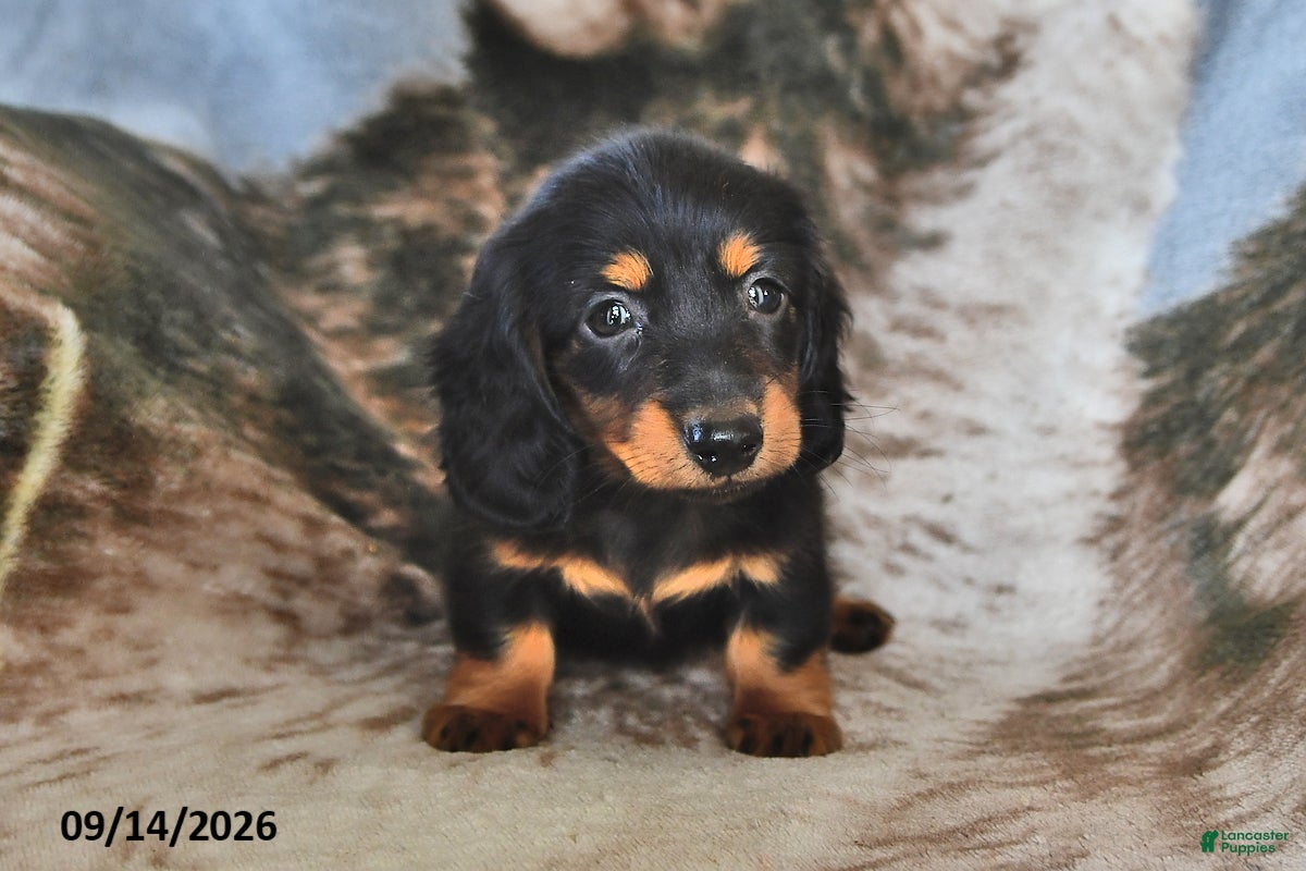 Miniature Dachshund dogs Coffee - Ad 2
