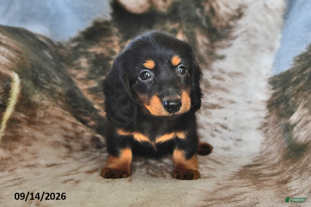 Miniature Dachshund dogs for sale: Coffee - Ad 2