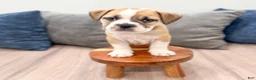 Beabull dogs for sale: Duke - Ad 2