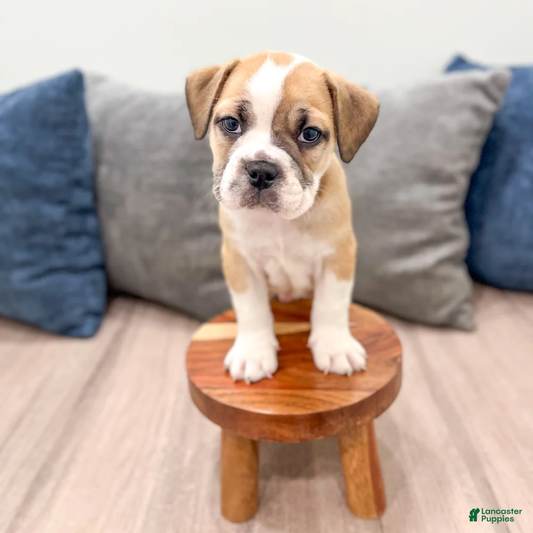 Beabull dogs for sale: Duke - Ad 2