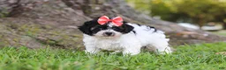 Maltipoo dogs for sale: Smore - Ad 3