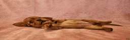 Cavalier King Charles Spaniel dogs for sale: Precious - Ad 3