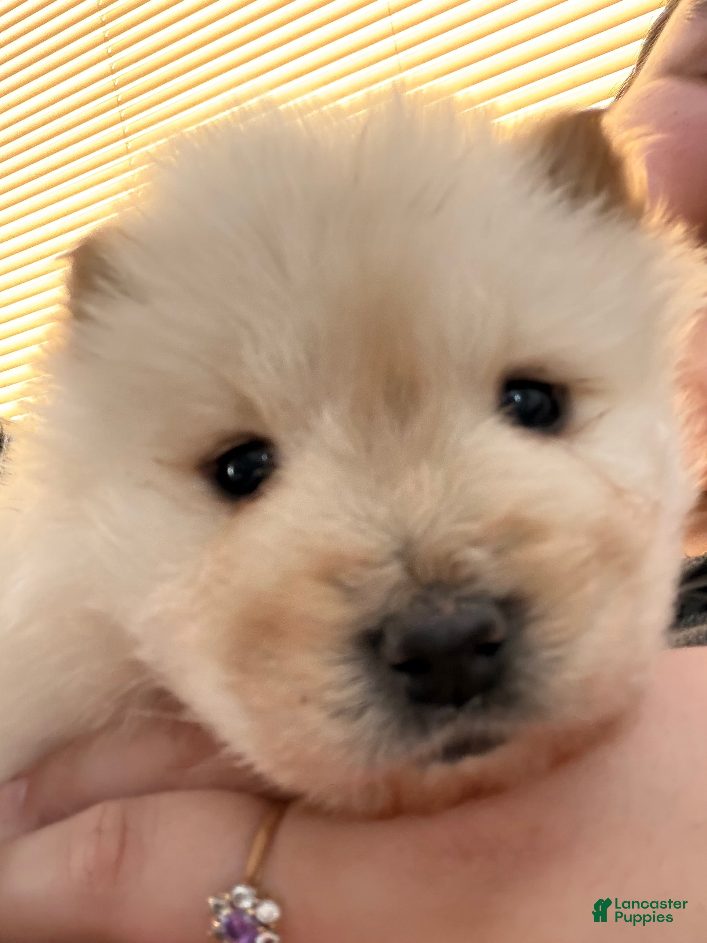 Chow Chow dogs Chow Chow Puppy 5 - Ad 8