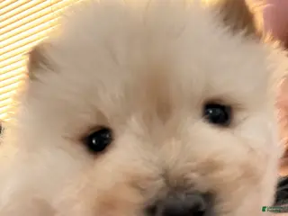 Chow Chow dogs Chow Chow Puppy 5 - Ad 8