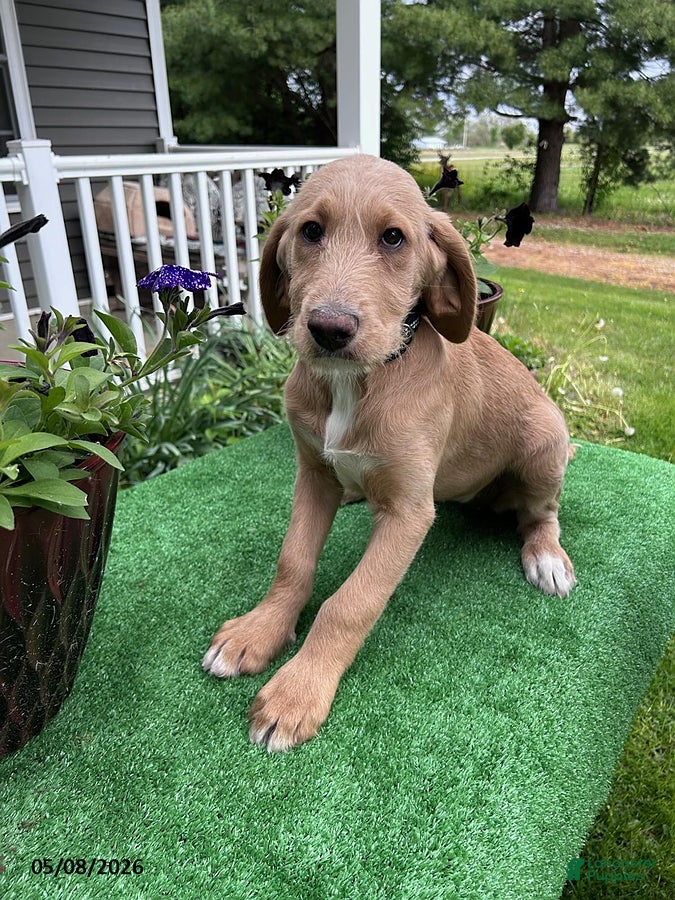 Labradoodle dogs for sale: Sally - Ad 1