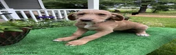Labradoodle dogs for sale: Sally - Ad 1