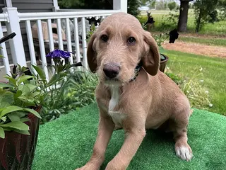 Labradoodle dogs for sale: Sally - Ad 1