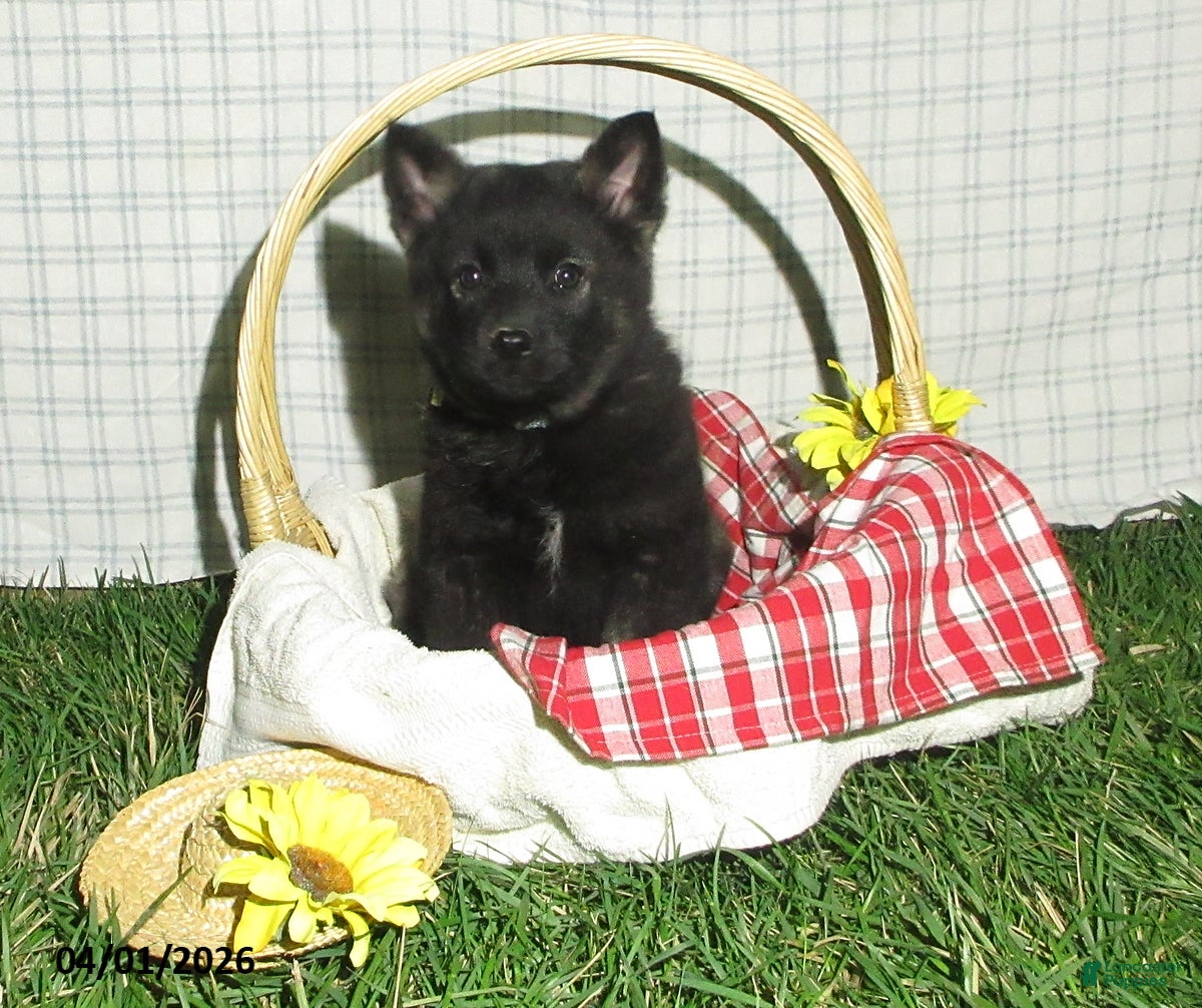 Norwegian Elkhound dogs Larson - Ad 1
