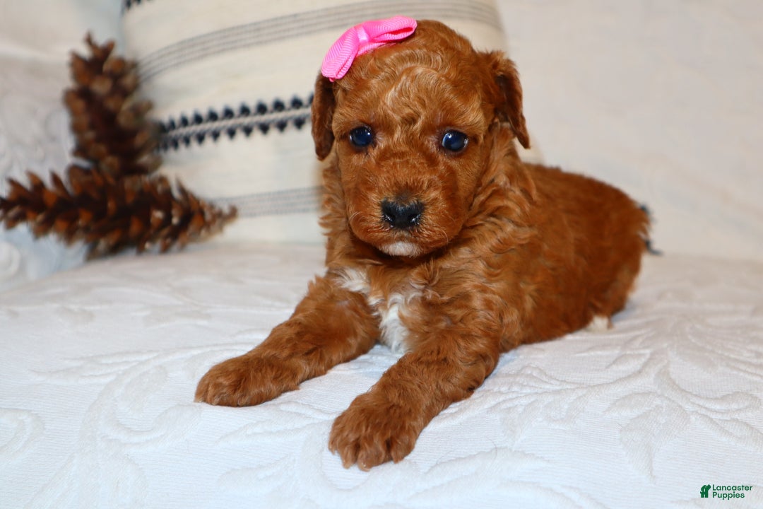 Miniature Poodle dogs for sale: Mahayla - Ad 7
