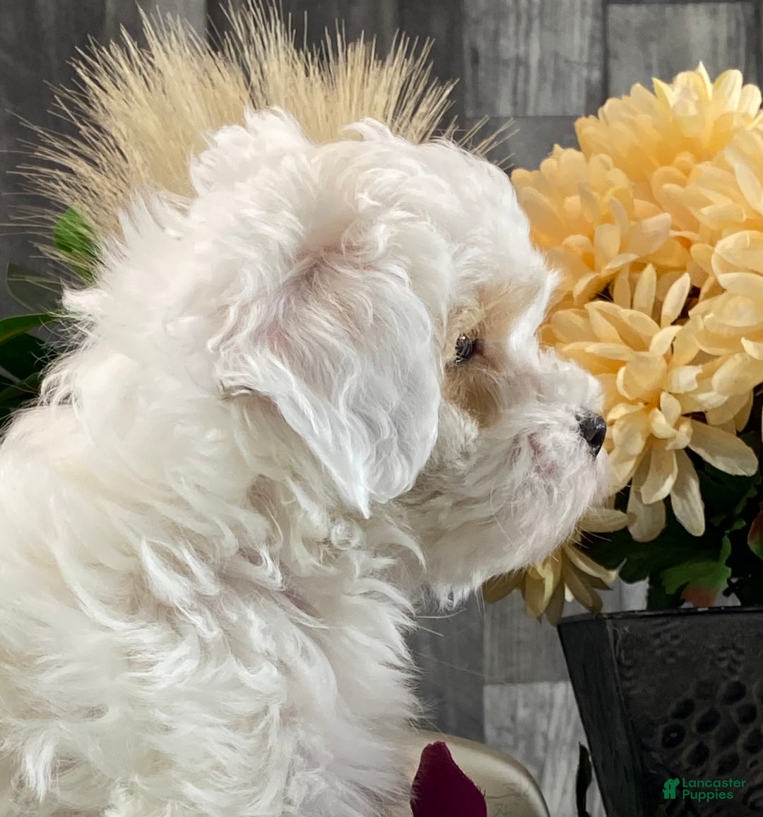 Shihpoo dogs for sale: Jimmy  - Ad 7