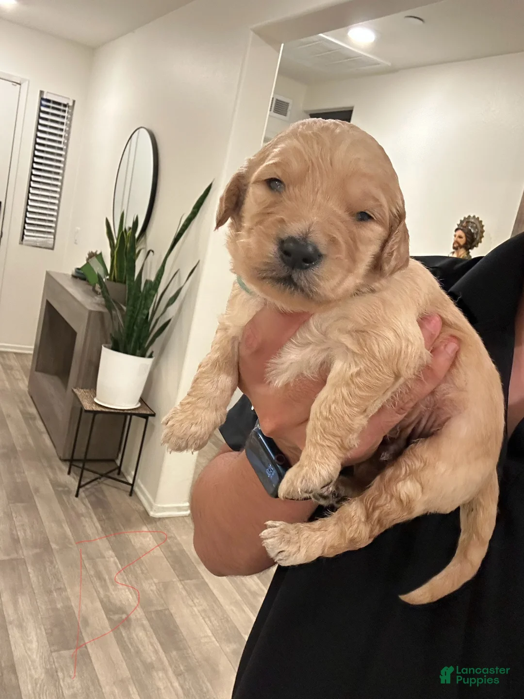 Goldendoodle dogs for sale: Goldendoodle Puppy 9 - Ad 1