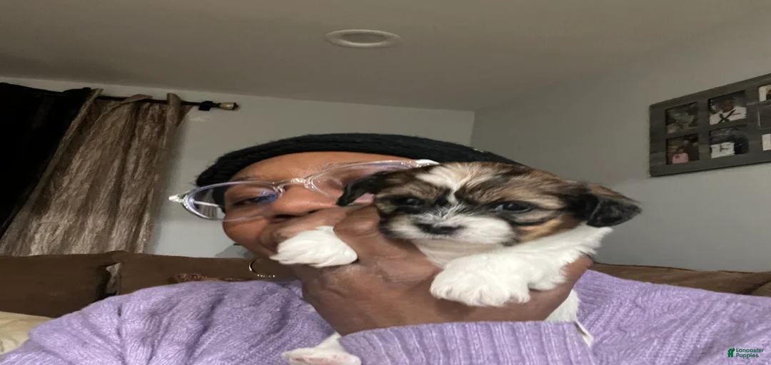 Gallery Image {{count}}