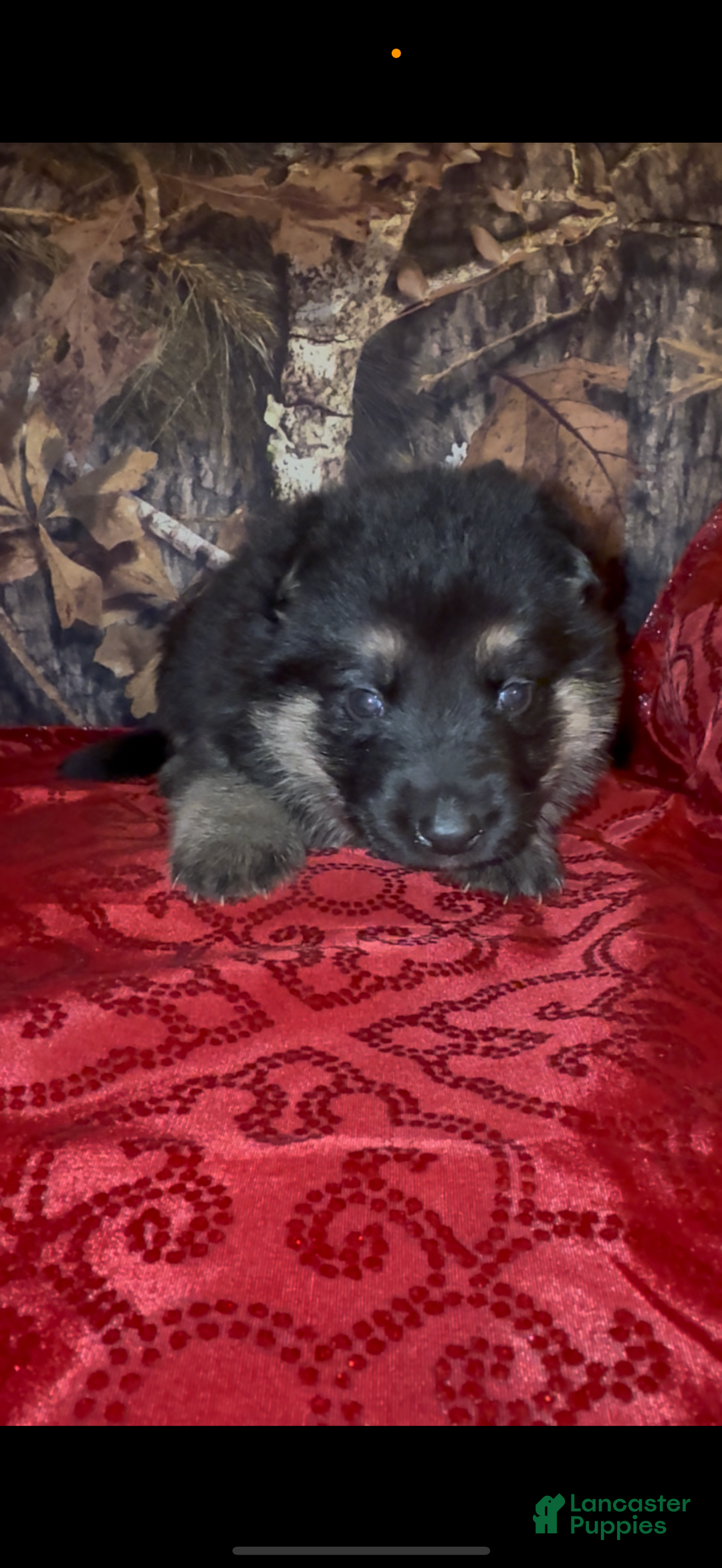 German Shepherd dogs for sale: SWAYZE - Ad 4