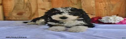 Bernedoodle dogs for sale: Oscar - Ad 4
