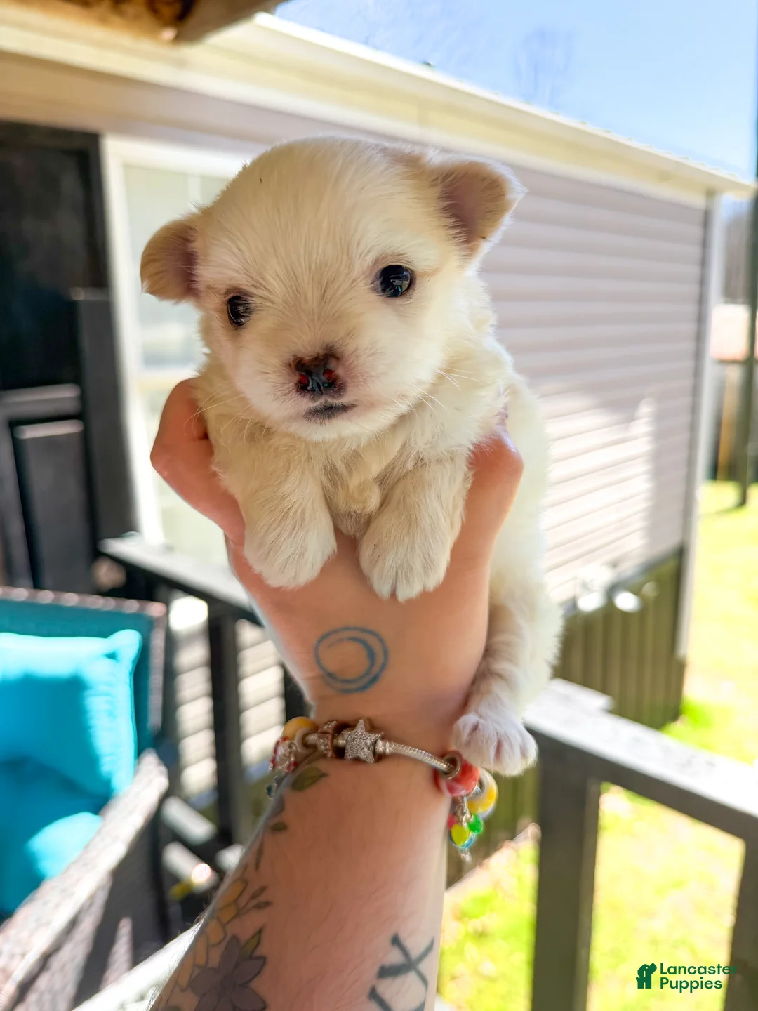 Maltese dogs for sale: Maltese Puppy 3 - Ad 1