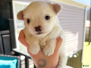 Maltese dogs Maltese Puppy 3 - Ad 2