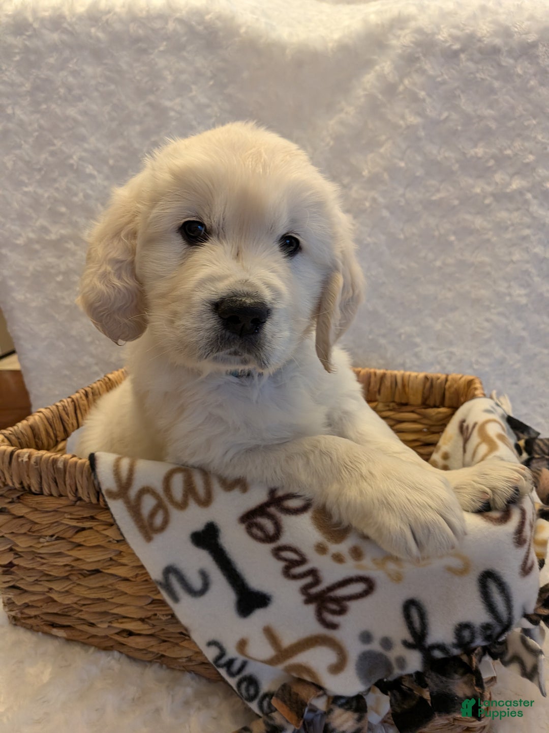 Golden Retriever dogs for sale: Ember - Ad 1