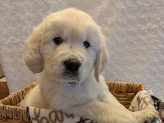 Golden Retriever dogs Ember - Ad 9