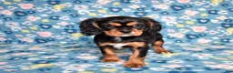 Cavalier King Charles Spaniel dogs for sale: Blaze | Genetically Screened  - Ad 5