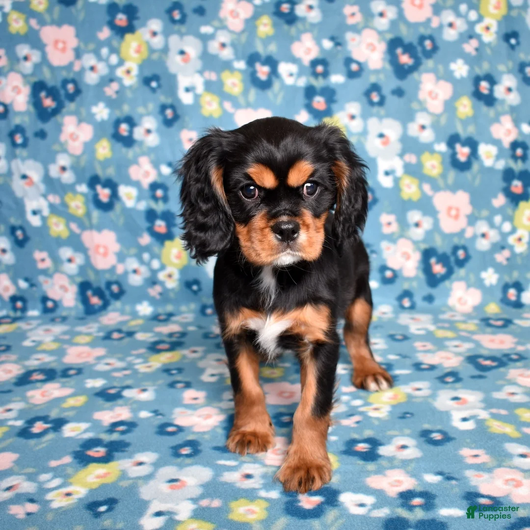 Cavalier King Charles Spaniel dogs for sale: Blaze | Genetically Screened  - Ad 5
