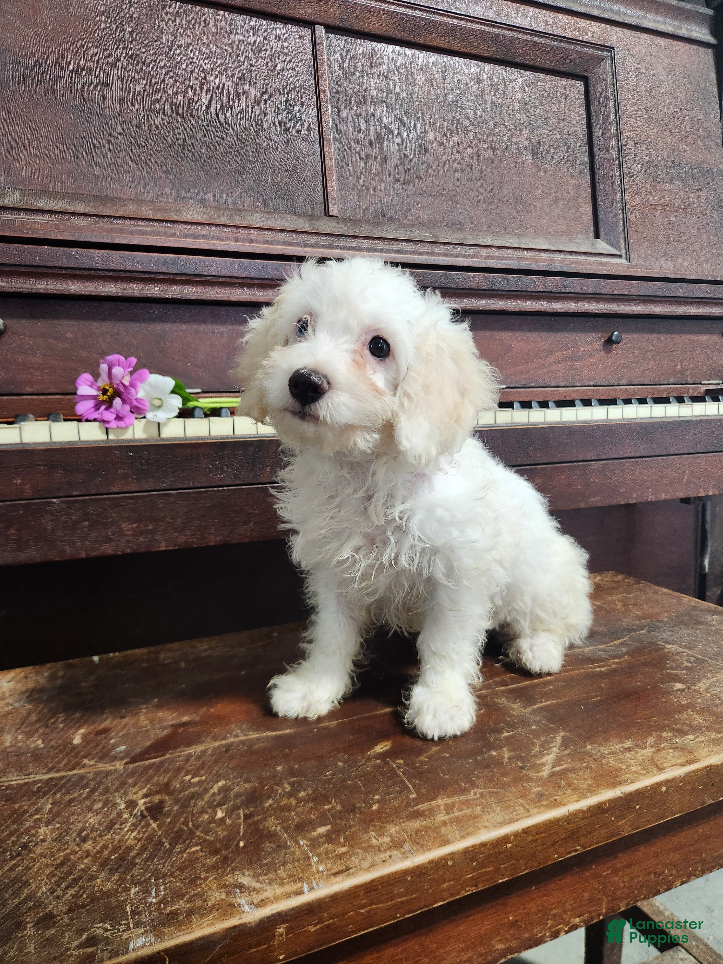 Cockapoo dogs Vanilla - Ad 1