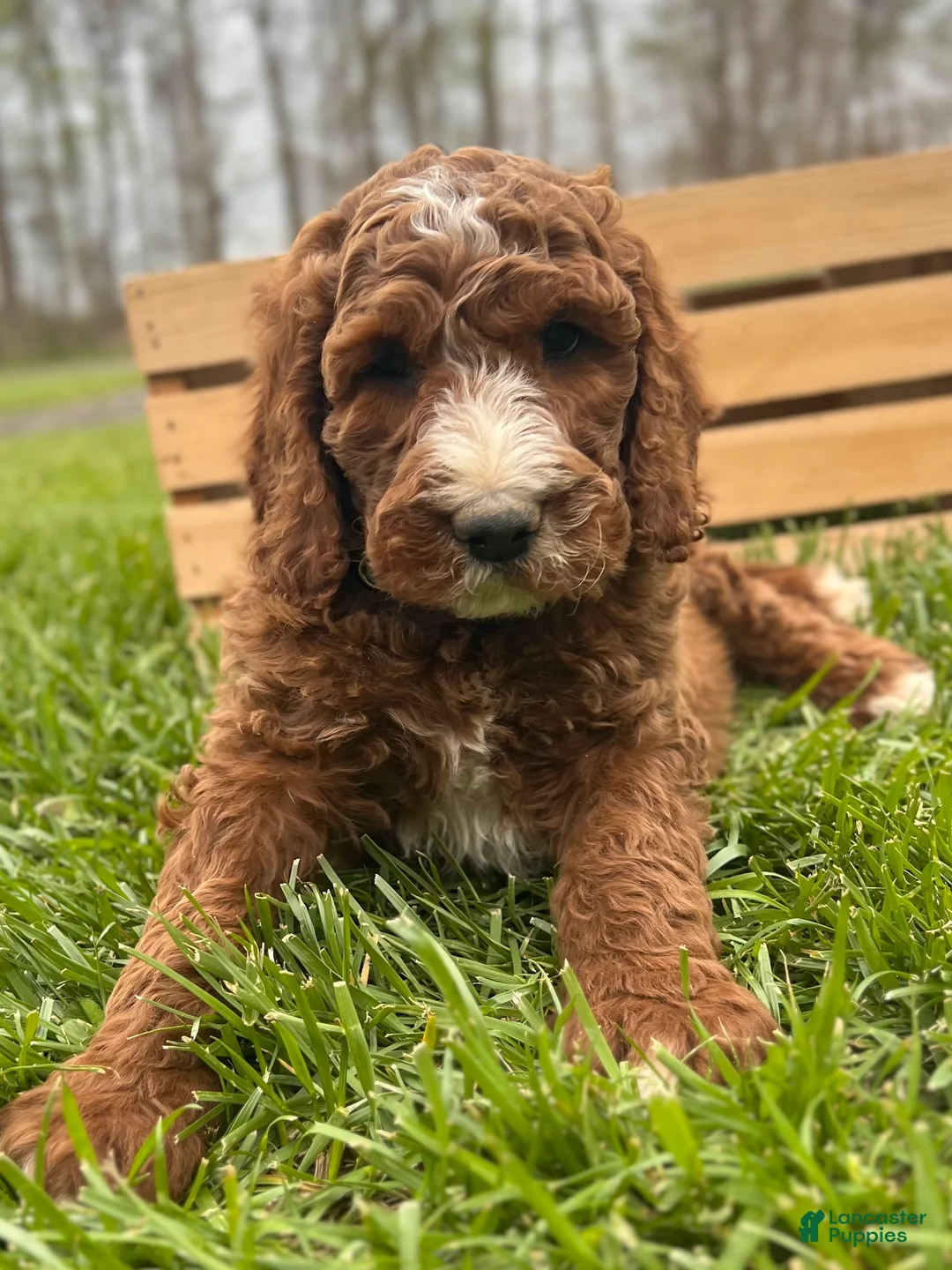 Irish Doodle dogs for sale: Tucker - Ad 2