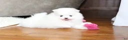 Pomeranian dogs for sale: Emmy - Ad 14